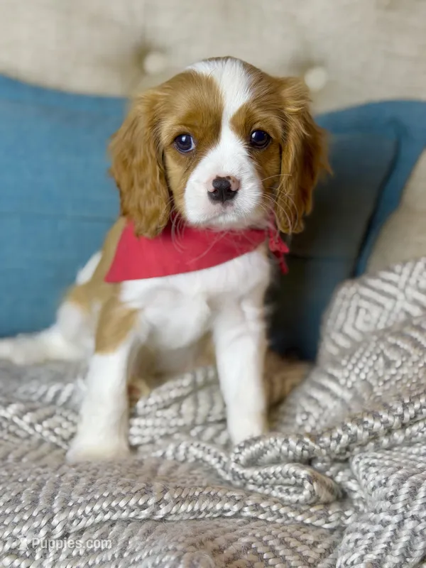 Very Loyal – Cavalier King Charles Spaniel puppy for sale in Marianna, FL