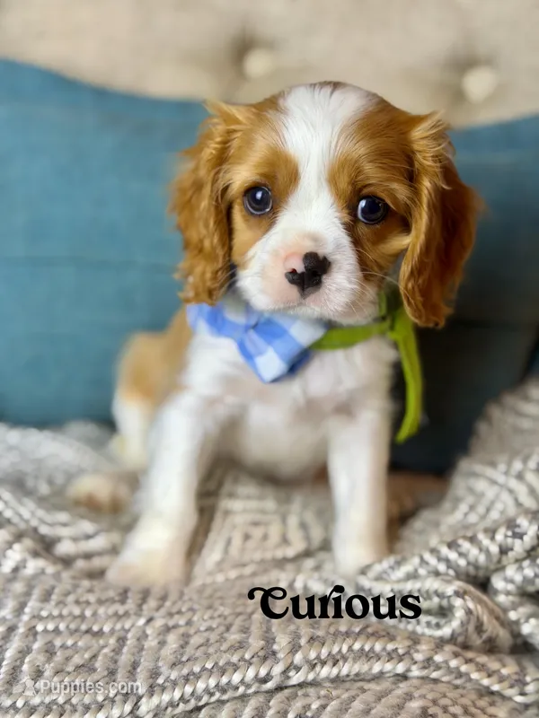 Curious – Cavalier King Charles Spaniel puppy for sale in Marianna, FL