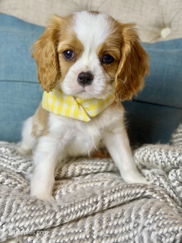 Adventurous  – Cavalier King Charles Spaniel puppy for sale in Marianna, FL
