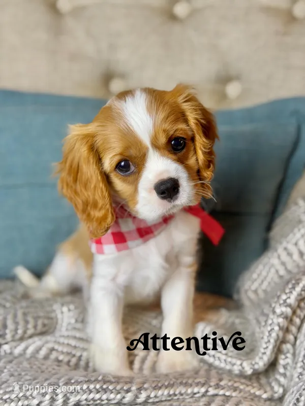 Attentive – Cavalier King Charles Spaniel puppy for sale in Marianna, FL