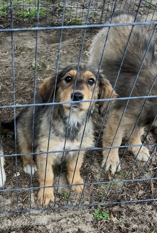 Faith – German Shepherd Dog, Great Pyrenees puppy for sale in Hilda, SC