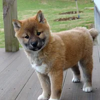 Bingo, a male Shiba Inu for sale in Burkesville, KY – Photo 1 of 9