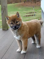 processed/43b38db4-5265-4ca1-97f7-98413e5c0681/listing/4571048e-fd39-4c87-af98-4eee19677d25/15e39d6f-6647-4314-92a6-83665c268eb8