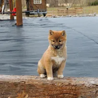 Bingo, a male Shiba Inu for sale in Burkesville, KY – Photo 3 of 9