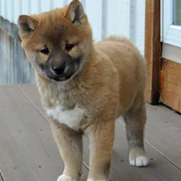 Bingo, a male Shiba Inu for sale in Burkesville, KY – Photo 4 of 9