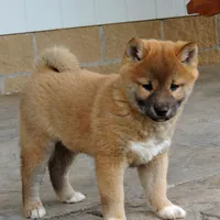 Bingo, a male Shiba Inu for sale in Burkesville, KY – Photo 8 of 9