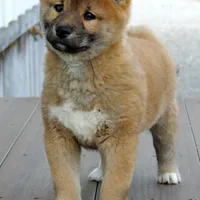 Bingo, a male Shiba Inu for sale in Burkesville, KY – Photo 7 of 9