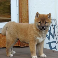 Bingo, a male Shiba Inu for sale in Burkesville, KY – Photo 5 of 9