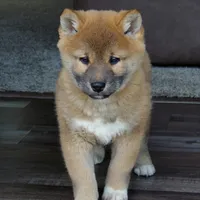 Bingo, a male Shiba Inu for sale in Burkesville, KY – Photo 2 of 9