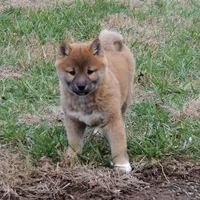 Bingo, a male Shiba Inu for sale in Burkesville, KY – Photo 9 of 9