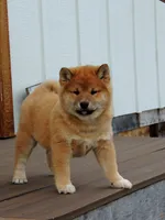 processed/43b38db4-5265-4ca1-97f7-98413e5c0681/listing/c3aa7026-4f73-44ff-b4e2-80974072afcb/16c54d5a-d1c1-44f9-b314-01a34a15920f