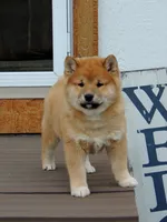 processed/43b38db4-5265-4ca1-97f7-98413e5c0681/listing/c3aa7026-4f73-44ff-b4e2-80974072afcb/d26528c3-6689-40c8-9f85-ae83c93ddf6f