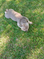 Cinnabunn, a female American Bully for sale in Lexington, GA – 6 of 10