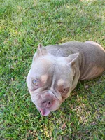 Cinnabunn, a female American Bully for sale in Lexington, GA – 3 of 10