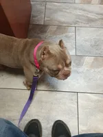 Cinnabunn, a female American Bully for sale in Lexington, GA – 7 of 10