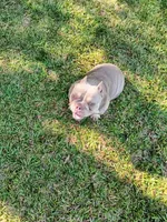 Cinnabunn, a female American Bully for sale in Lexington, GA – 10 of 10