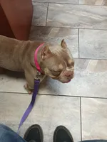 Cinnabunn, a female American Bully for sale in Lexington, GA – 2 of 10