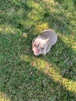 Cinnabunn, a female American Bully for sale in Lexington, GA – 9 of 10