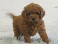 processed/43bae07c-4c77-42c2-b164-adc83e184143/listing/1e14f37e-64b2-4b05-89f5-b54b7f8860f7/4849e628-42db-4de6-a3d3-7901caa56ea0