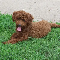 Mini Teddybear, a female Poodle - Miniature  and Miniature Goldendoodle for sale in Hancock, MN – Photo 10 of 10