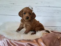 Mini Teddybear, a female Poodle - Miniature  and Miniature Goldendoodle for sale in Hancock, MN – Photo 4 of 10