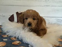 Mini Teddybear, a male Poodle - Miniature  and Miniature Goldendoodle for sale in Hancock, MN – Photo 3 of 10
