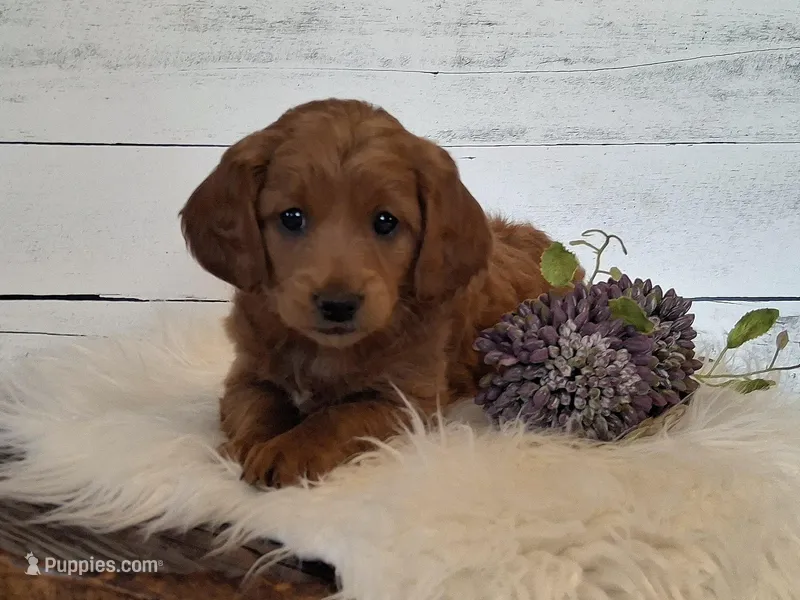 Mini Teddybear – Poodle - Miniature , Miniature Goldendoodle puppy for sale in Hancock, MN