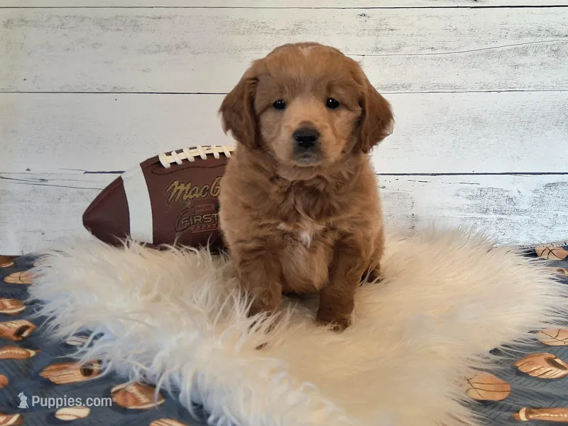 Mini Teddybear – Poodle - Miniature , Miniature Goldendoodle puppy on hold in Hancock, MN