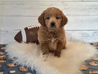 Mini Teddybear, a male Poodle - Miniature  and Miniature Goldendoodle for sale in Hancock, MN – Photo 1 of 10