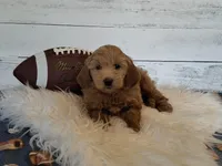 Mini Teddybear, a female Poodle - Miniature  and Miniature Goldendoodle for sale in Hancock, MN – Photo 5 of 10