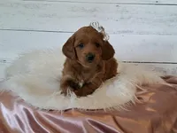 Mini Teddybear, a female Poodle - Miniature  and Miniature Goldendoodle for sale in Hancock, MN – Photo 5 of 10