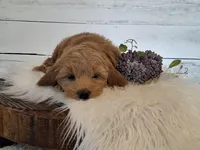 Mini Teddybear, a female Poodle - Miniature  and Miniature Goldendoodle for sale in Hancock, MN – Photo 4 of 10