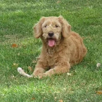 Mini Teddybear, a female Poodle - Miniature  and Miniature Goldendoodle for sale in Hancock, MN – Photo 9 of 10