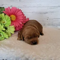 Mini Teddybear, a female Poodle - Miniature  and Miniature Goldendoodle for sale in Hancock, MN – Photo 8 of 10
