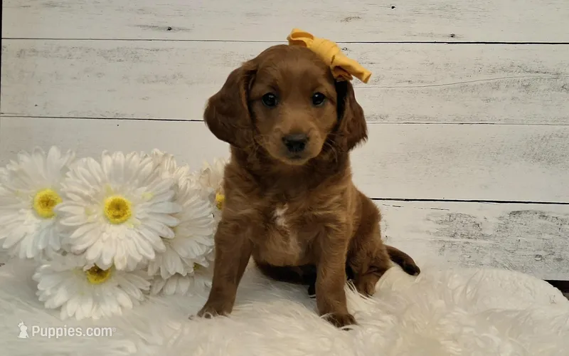 Mini Teddybear – Poodle - Miniature , Miniature Goldendoodle puppy for sale in Hancock, MN