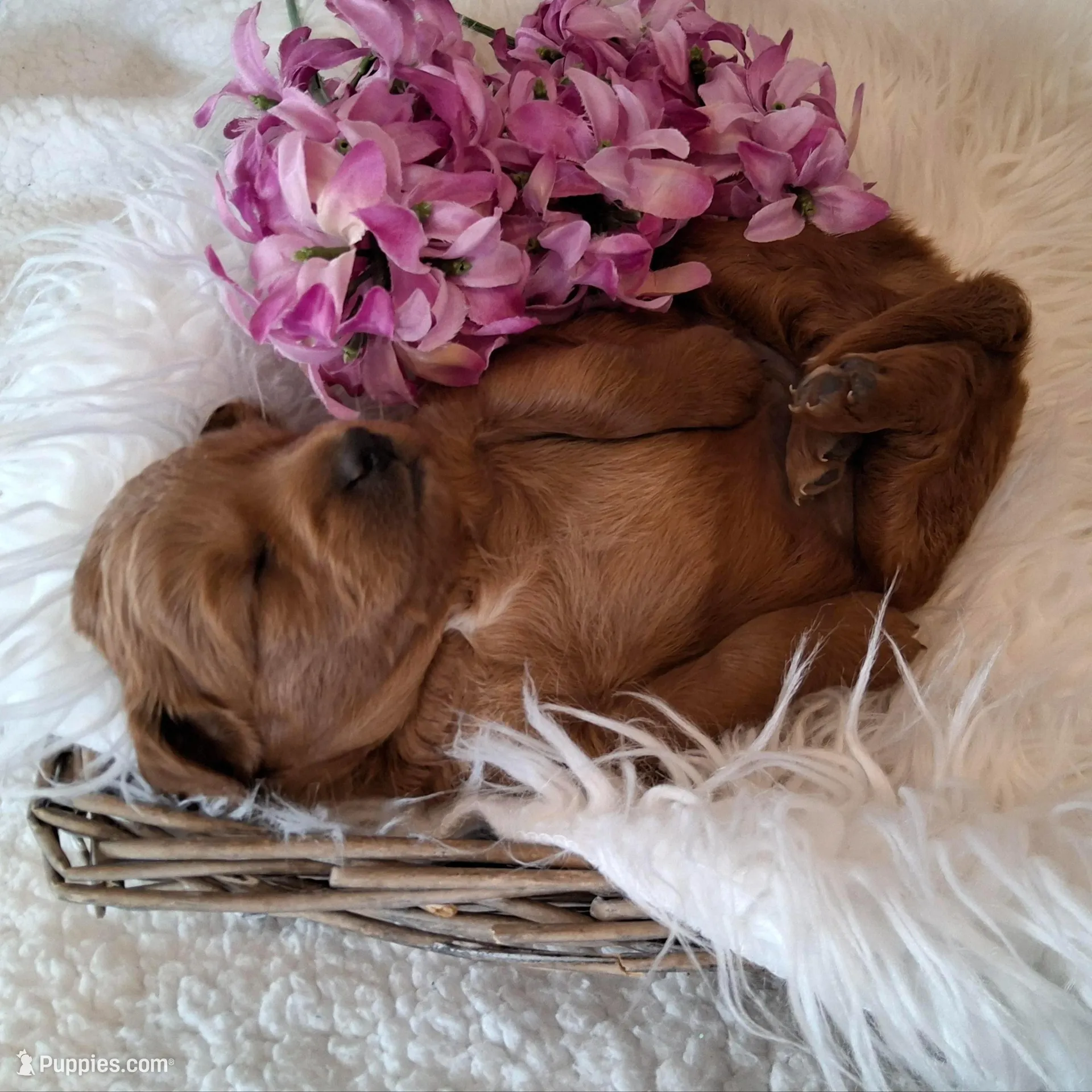 Mini Teddybear, a female Poodle - Miniature  and Miniature Goldendoodle for sale in Hancock, MN – Photo 7 of 10