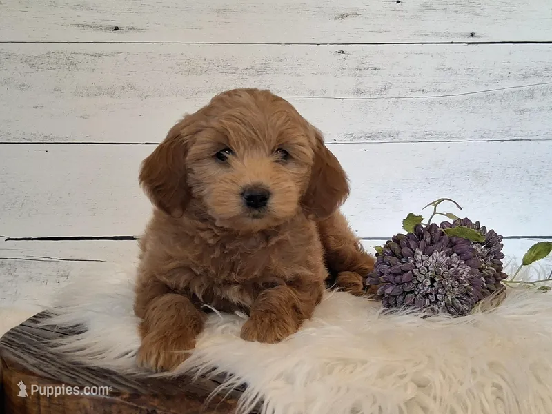 Mini Teddybear – Poodle - Miniature , Miniature Goldendoodle puppy on hold in Hancock, MN
