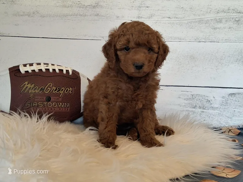 Mini Teddybear – Poodle - Miniature , Miniature Goldendoodle puppy on hold in Hancock, MN