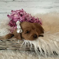 Mini Teddybear, a female Poodle - Miniature  and Miniature Goldendoodle for sale in Hancock, MN – Photo 6 of 10