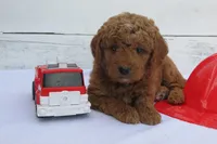 Mini Teddybear, a female Poodle - Miniature  and Miniature Goldendoodle for sale in Hancock, MN – Photo 6 of 10