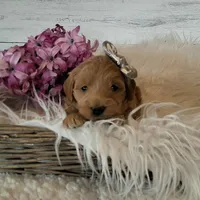Mini Teddybear, a female Poodle - Miniature  and Miniature Goldendoodle for sale in Hancock, MN – Photo 7 of 10