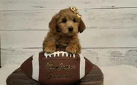 Mini Teddybear, a female Poodle - Miniature  and Miniature Goldendoodle for sale in Hancock, MN – Photo 2 of 10