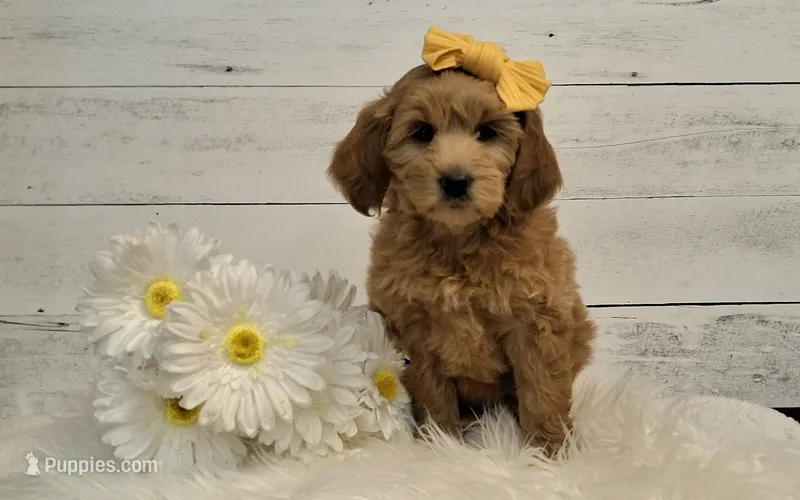 Mini Teddybear – Poodle - Miniature , Miniature Goldendoodle puppy on hold in Hancock, MN