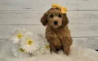 Mini Teddybear, a female Poodle - Miniature  and Miniature Goldendoodle for sale in Hancock, MN – Photo 1 of 10