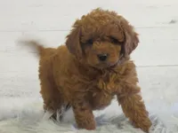 Mini Teddybear, a female Poodle - Miniature  and Miniature Goldendoodle for sale in Hancock, MN – Photo 2 of 10