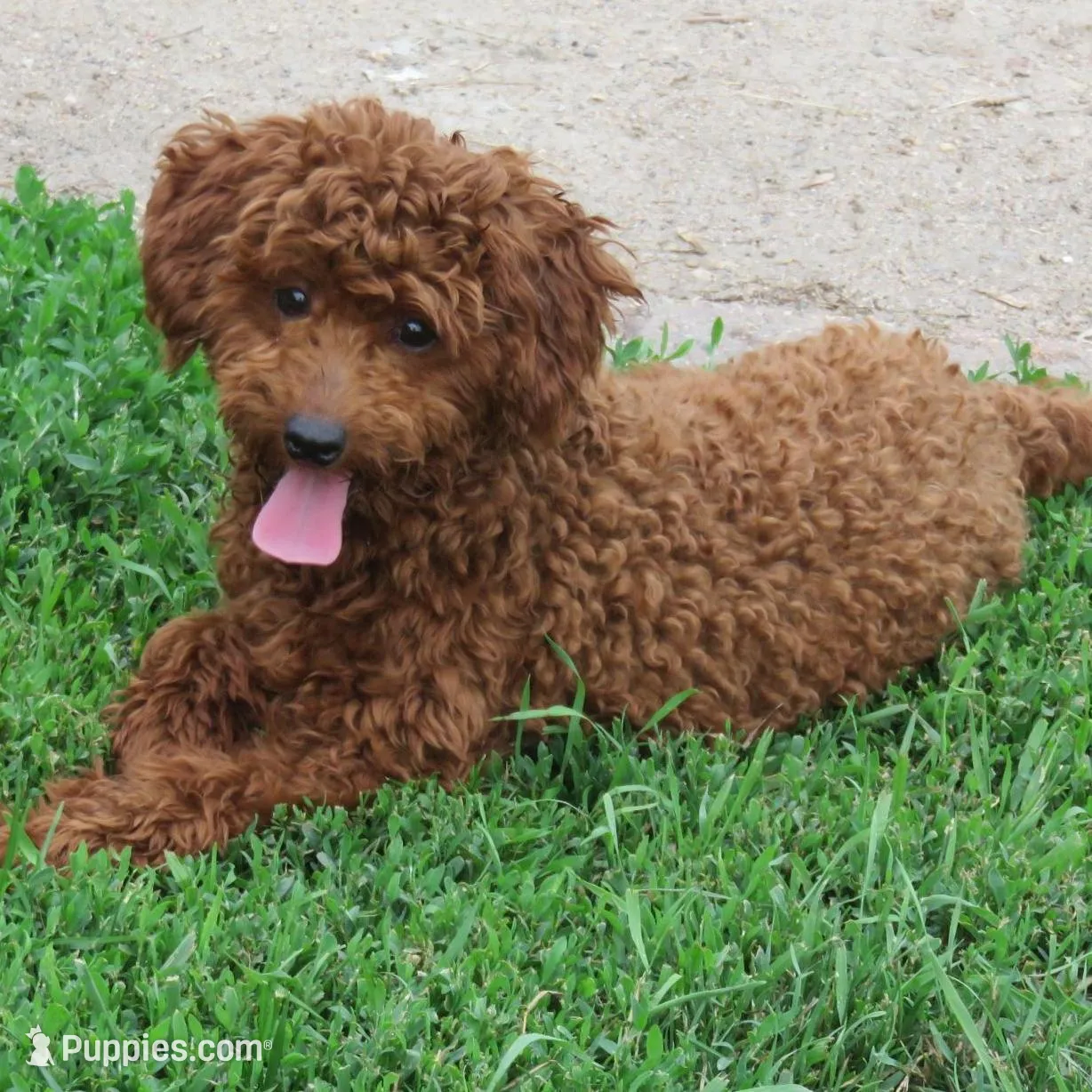 Mini Teddybear, a female Poodle - Miniature  and Miniature Goldendoodle for sale in Hancock, MN – Photo 10 of 10