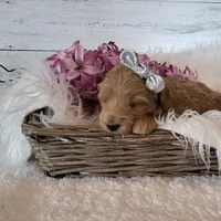 Mini Teddybear, a female Poodle - Miniature  and Miniature Goldendoodle for sale in Hancock, MN – Photo 9 of 10