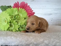 Mini Teddybear, a female Poodle - Miniature  and Miniature Goldendoodle for sale in Hancock, MN – Photo 1 of 10