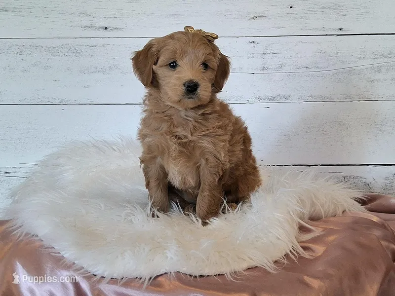 Mini Teddybear – Poodle - Miniature , Miniature Goldendoodle puppy for sale in Hancock, MN
