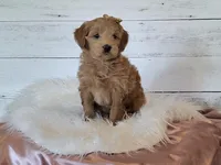 Mini Teddybear, a female Poodle - Miniature  and Miniature Goldendoodle for sale in Hancock, MN – Photo 6 of 10